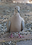 Eurasian Collared Dove 8402